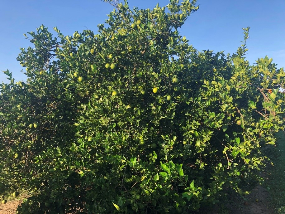 citrus greening on orange tree